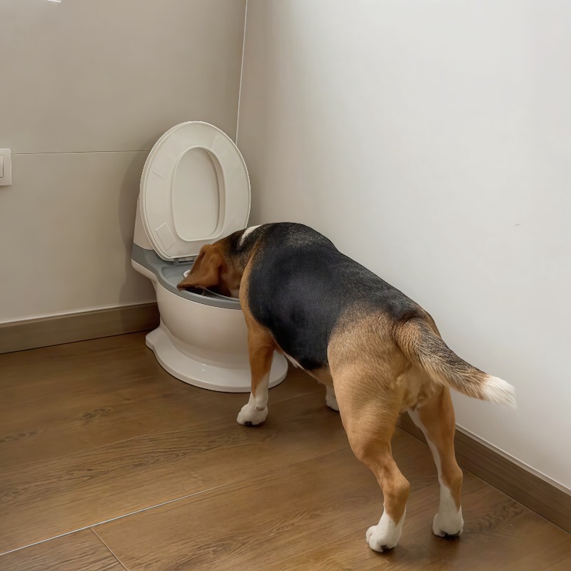 وعاء تغذية بطيء للكلاب بتصميم  - مراجعة Pet Feeders وسعره