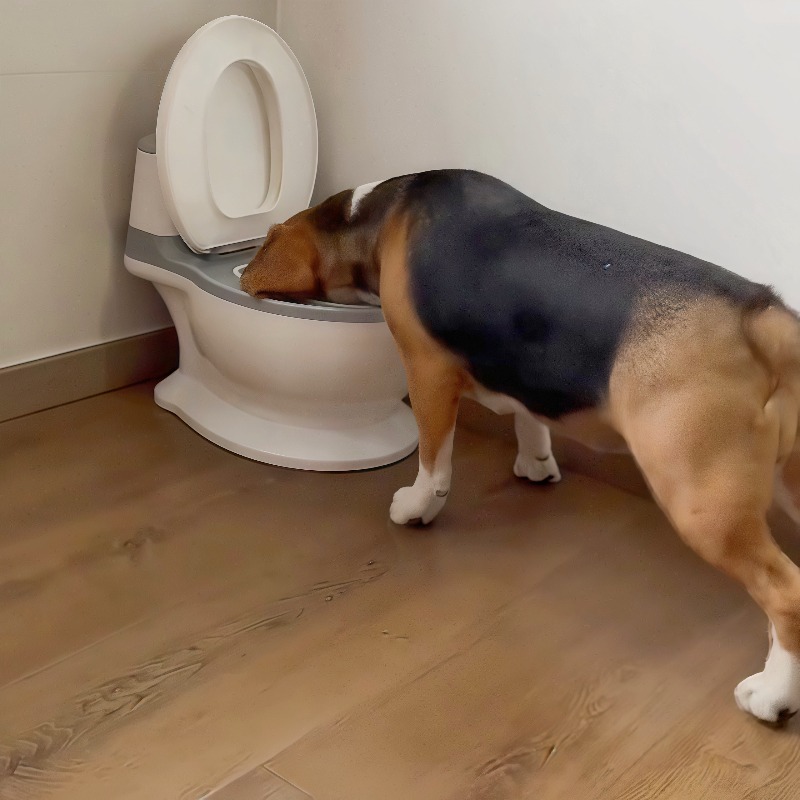 وعاء تغذية بطيء للكلاب بتصميم  - مراجعة Pet Feeders وسعره